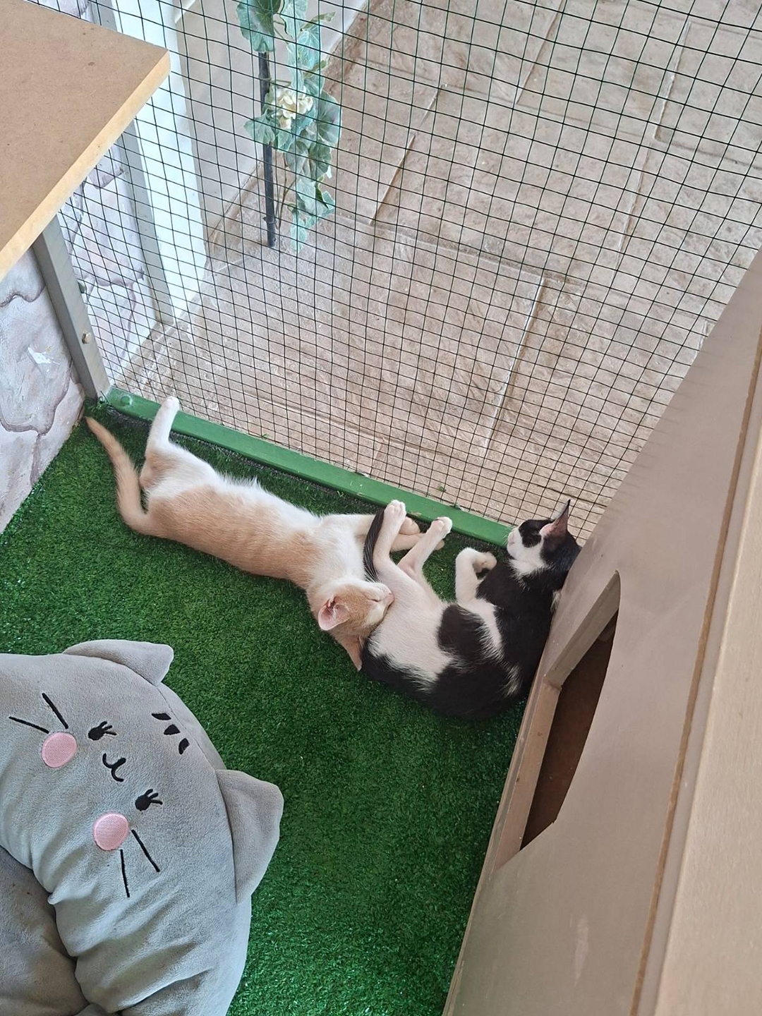 Mački v Cat Cafe Zepos Garden v Kalamakiju počivata v prostoru za obiskovalce, kjer lahko gostje preživijo čas z mačkami in s svojim obiskom podprejo njihovo oskrbo ter posvojitve.