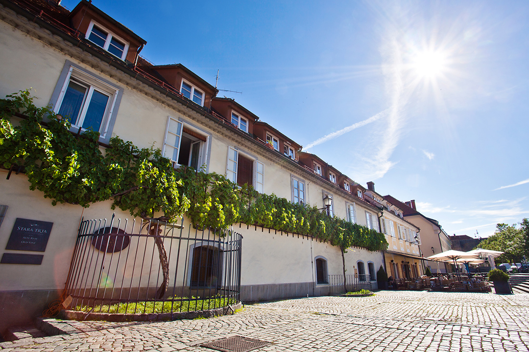 Old_Vine_Maribor_-_Photographer_-_Jost_Gantar_-_Source_-_www-slovenia-info.jpg